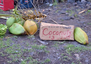 ココナッツ01
