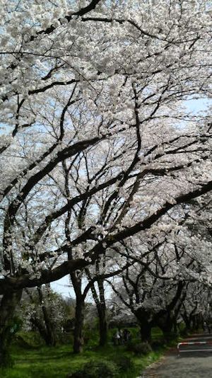 上大島桜