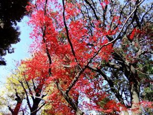 旧古河庭園秋のイベント04 - コピー