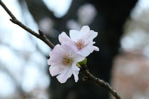 桜山公園冬桜04 - コピー