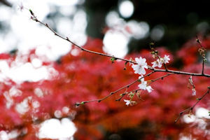 桜山公園冬桜03 - コピー